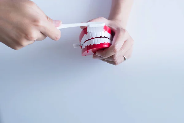 Zahnarzt Diagnostiziert Plastische Zahnmodelle Mit Zahnbürste Konzept Der Zahnärztlichen Kontrolle — Stockfoto