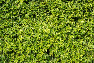 Güzel canlı yeşil yaprak, taze yaprak blackground için