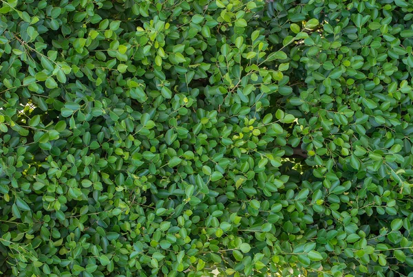 Beautiful Vivid Green Leaf Fresh Leaf Blackground — Stock Photo, Image