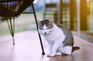 Kedi İskoç beyazı ve göz tembelliği evde oturuyor, şirin küçük hayvan.