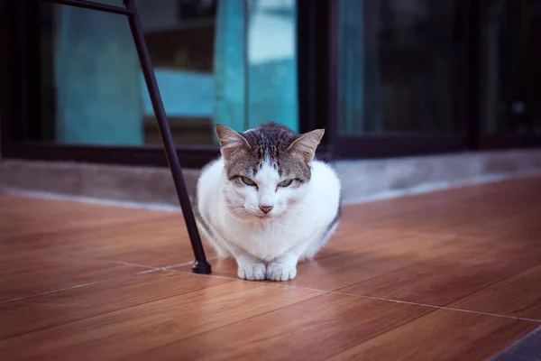 猫スコティッシュ倍白い色と目怠惰な座って家 かわいい動物 — ストック写真