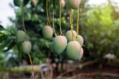 Ağaçta yeşil mango demeti, tropik bahçede taze meyve.