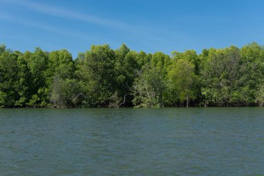 Mangrove Ormanı 'nın güzel doğası Yazın mavi gökyüzü