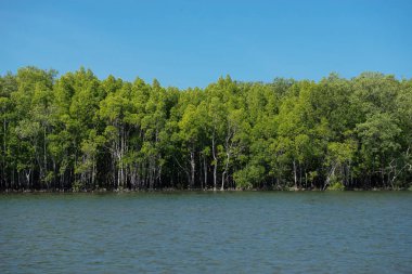 Mangrove Ormanı 'nın güzel doğası Yazın mavi gökyüzü