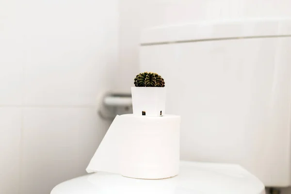 Beau Cactus Vert Dans Les Toilettes Concept Pour Hémorroïdes Maladie — Photo