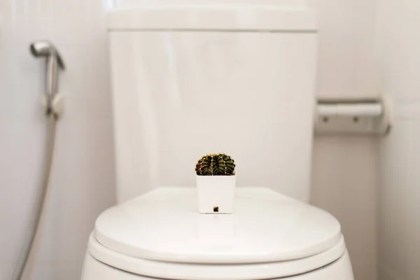 Mooie Groene Cactus Toilet Concept Voor Aambeien Constipatieziekte — Stockfoto