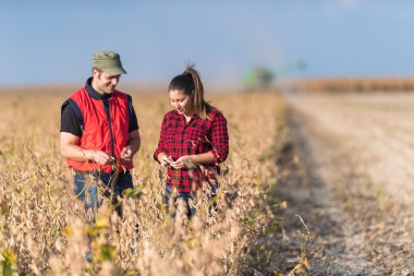 Çiftçilerin hasat önce soya alanları