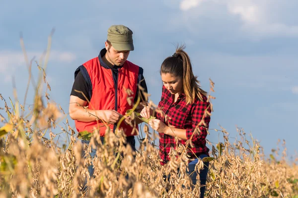 Agricoltori nei campi di soia prima del raccolto — Foto Stock