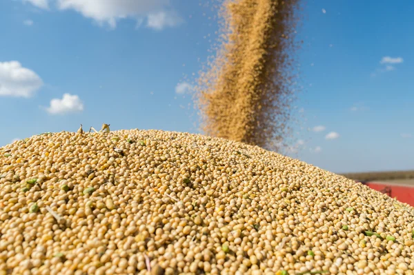 Soy beans in tractor trailer — Stock Photo, Image