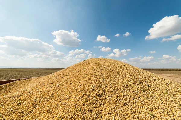 Soybean harvest in sunset — Stock Photo, Image