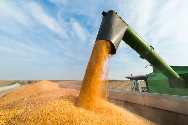 Verter grano de maíz en el remolque tractor —  Fotos de Stock