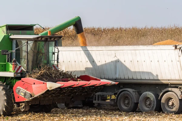 Pouring corn grain into tractor trailer — Stock Photo, Image