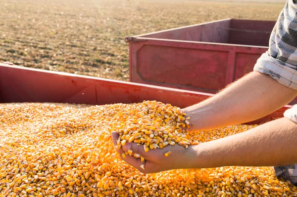 Sementes de milho nas mãos do agricultor — Fotografia de Stock