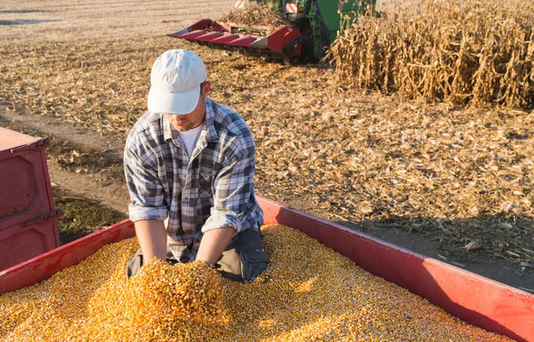 Jonge boer bedrijf rijpe likdoorns — Stockfoto