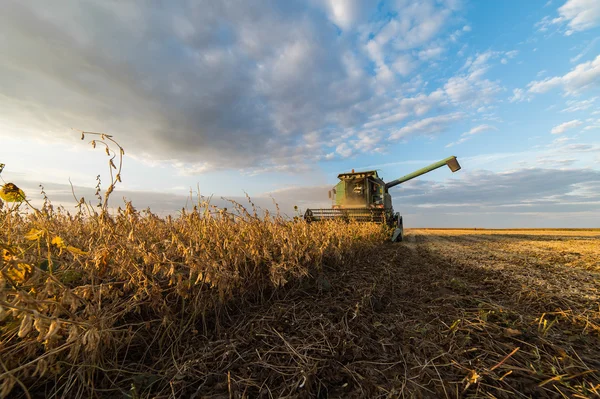 Raccolta della soia in autunno — Foto Stock