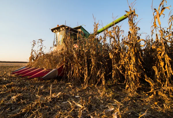 결합 된 옥수수 밭의 수확 — 스톡 사진