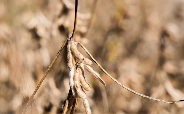 Ripe soybean close up — Stock Photo, Image