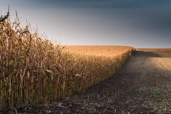 Feld mit reifem Mais — Stockfoto