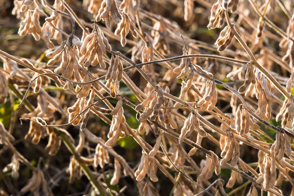 Ripe soybean close up — Stock Photo, Image