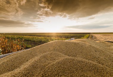 Gün batımında alanındaki olgun soya fasulyesi