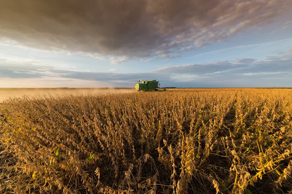 Soybean harvest in autumn — Stock Photo, Image