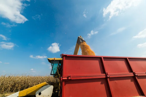 Verter grano de maíz en el remolque tractor — Foto de Stock
