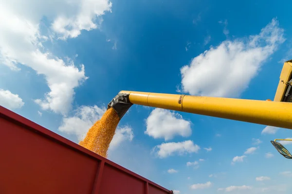 Pouring corn grain into tractor trailer — Stock Photo, Image