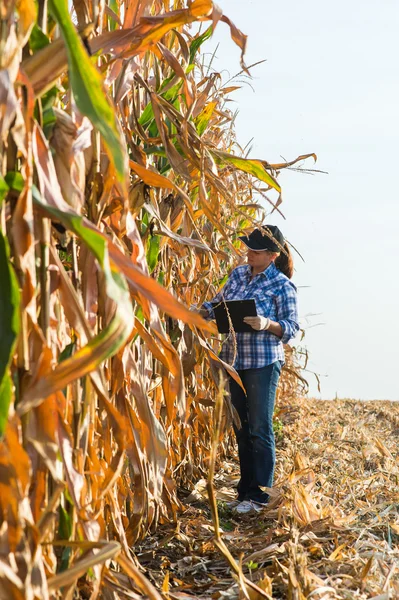 Especialista em agricultura que inspeciona a qualidade do milho — Fotografia de Stock