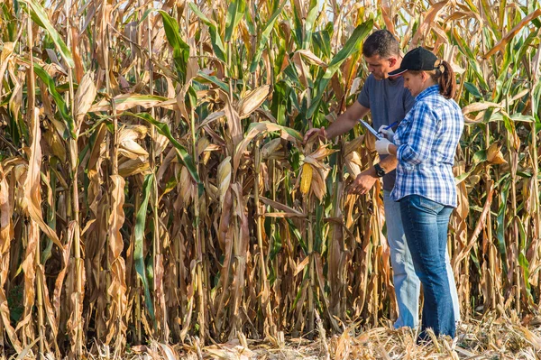 Ahli pertanian memeriksa kualitas jagung. — Stok Foto