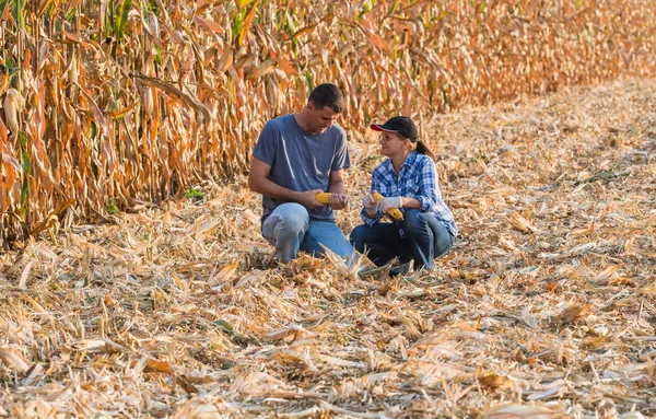 Esperto agricolo che controlla la qualità del mais — Foto Stock