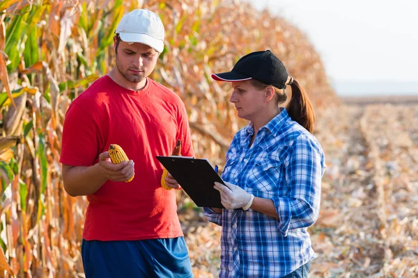 Experto agrícola inspeccionando calidad del maíz — Foto de Stock