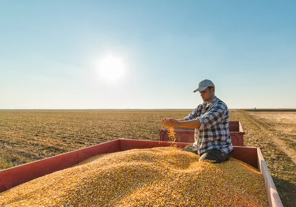 Agricultor en campos de maíz —  Fotos de Stock