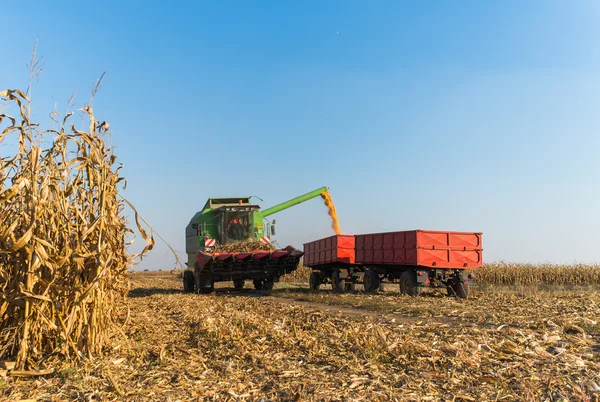 Wlewanie ziarna kukurydzy do przyczepy ciągnika — Zdjęcie stockowe