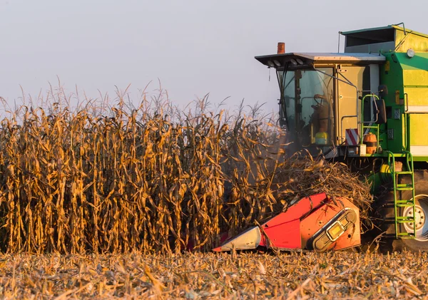 Raccolta del campo di mais con mietitrebbia — Foto Stock