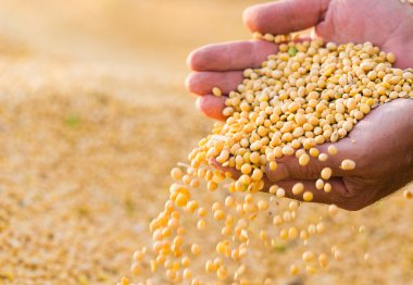 Soya fasulyesi tohumu çiftçinin elinde