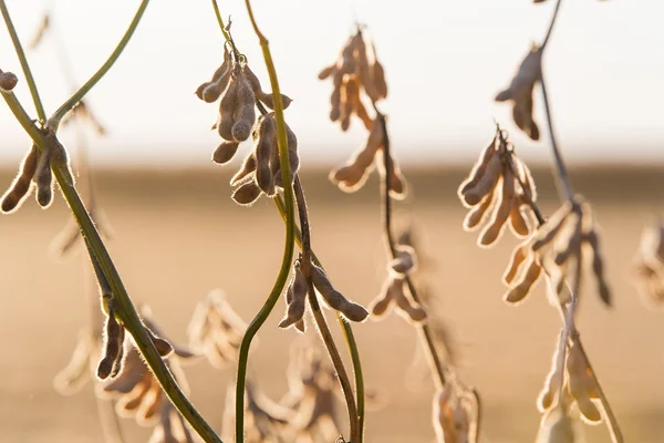 Ripe soybean pods close up — Stock Photo, Image