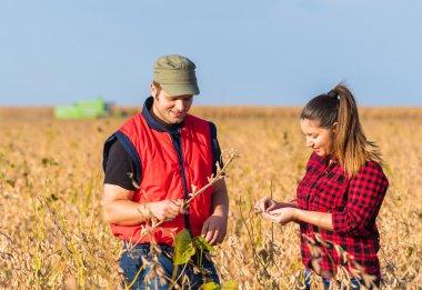 Çiftçilerin hasat önce soya alanları