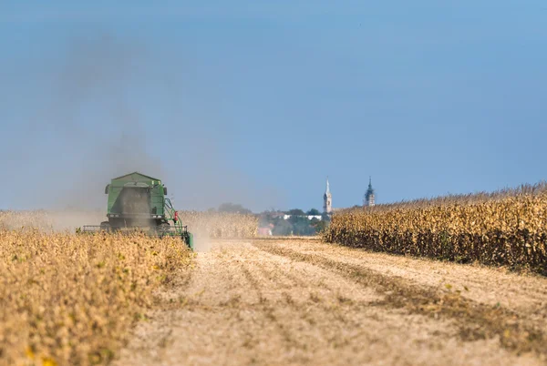 Raccolta della soia in autunno — Foto Stock