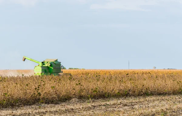秋の大豆収穫 — ストック写真