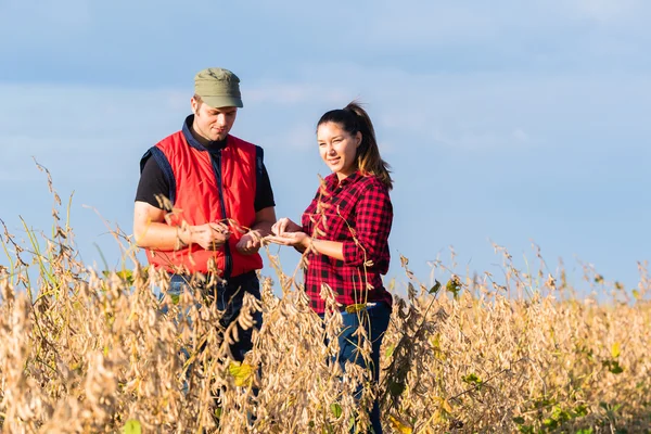 Agricultores em campos de soja antes da colheita — Fotografia de Stock