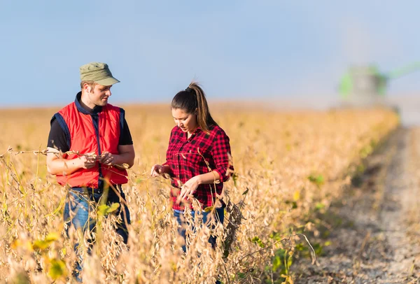 Agricultores em campos de soja antes da colheita — Fotografia de Stock