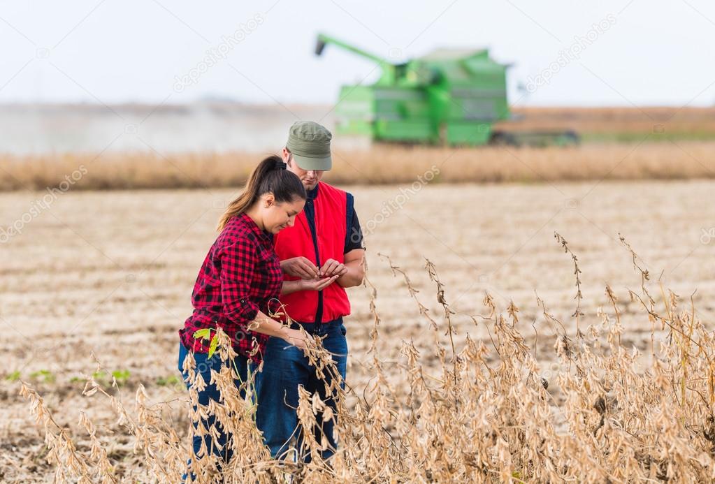 Farmers in soybean fields before harvest