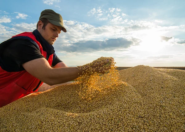 農家と大豆豆 — ストック写真