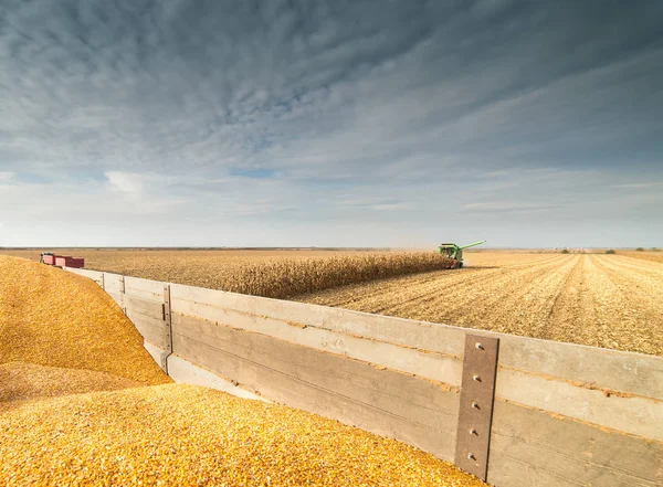 Corn harvest in sunset — Stock Photo, Image