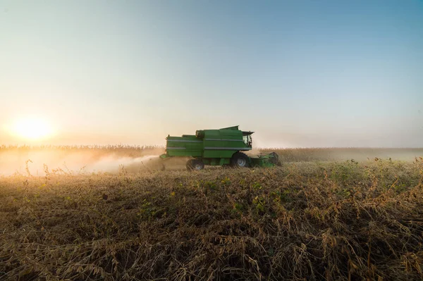 Soja oogst in de herfst — Stockfoto