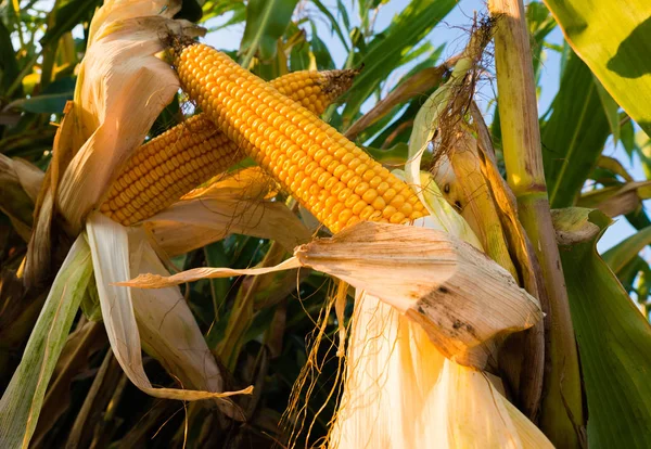 Kukurydza na łodydze — Zdjęcie stockowe