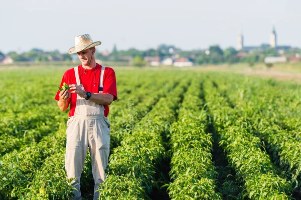 Agricultor en campos de pimienta — Foto de Stock