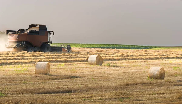 Cosecha del campo de trigo — Foto de Stock