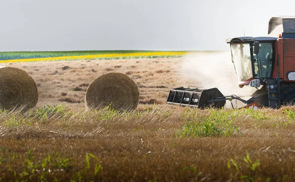 Cosecha del campo de trigo — Foto de Stock