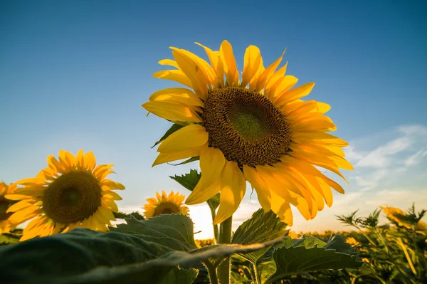 Girasol en el campo — Foto de Stock